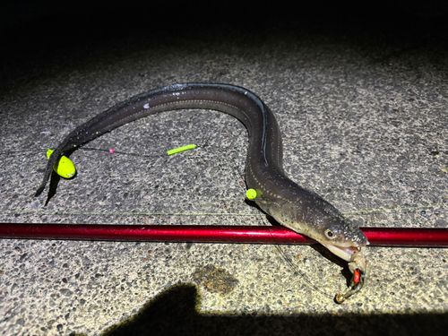 ハモの釣果