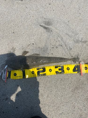 マゴチの釣果