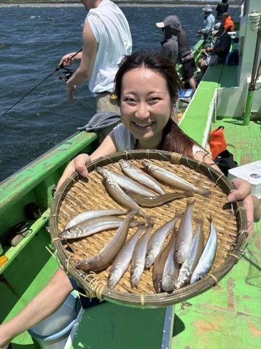シロギスの釣果