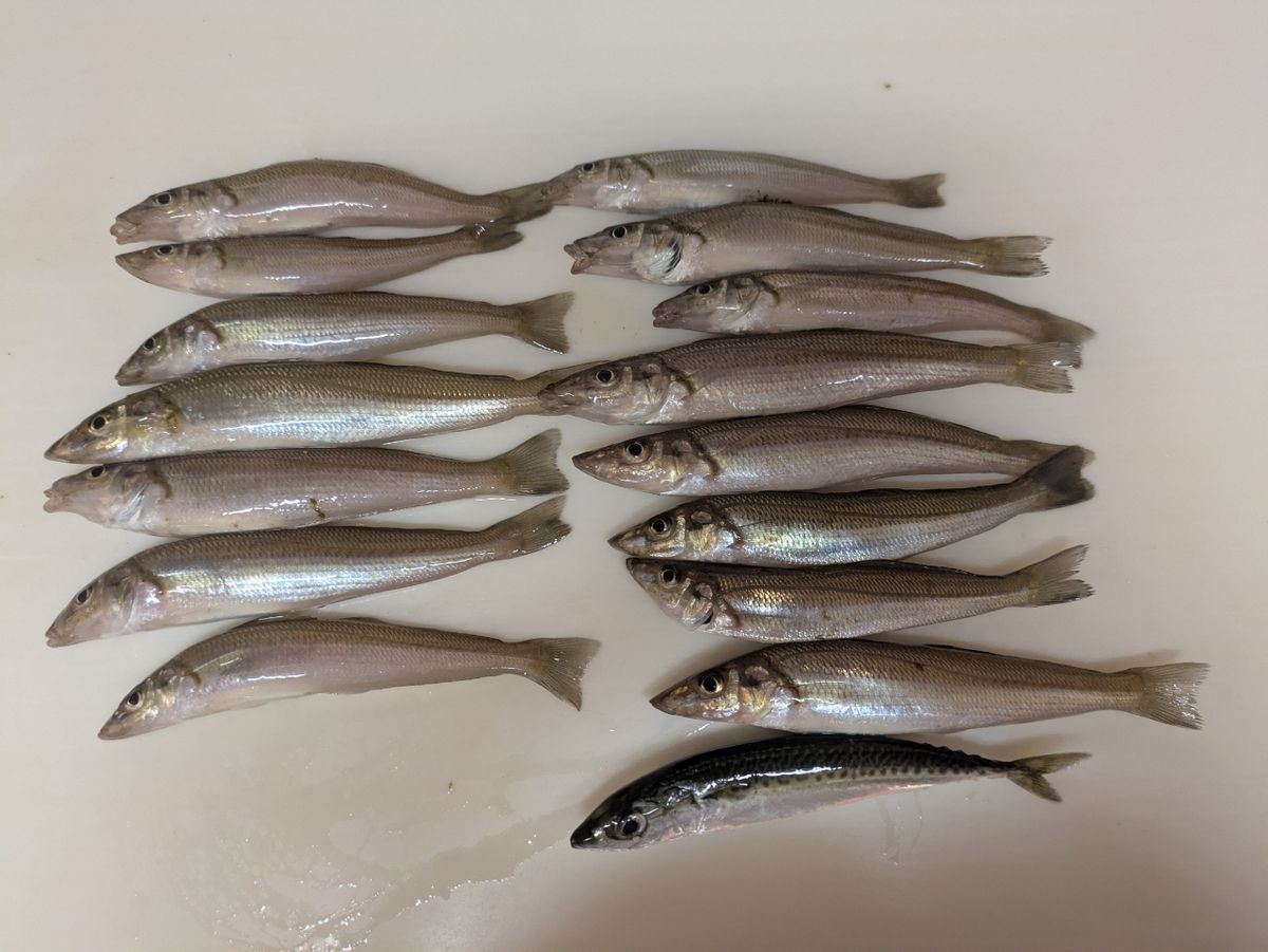 ゆりこさんの釣果 2枚目の画像