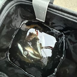 アジ