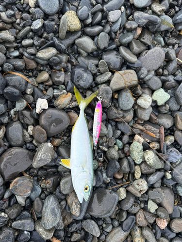 ワカシの釣果
