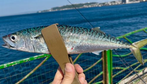 サバの釣果