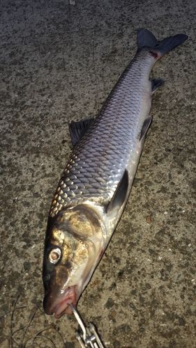 ニゴイの釣果