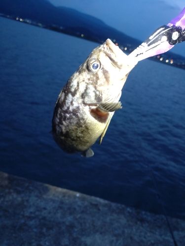 釣果