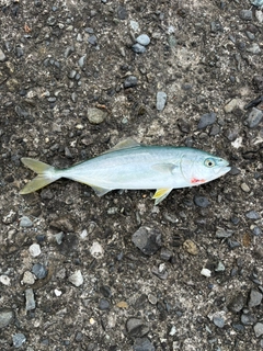 ワカシの釣果