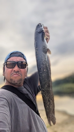 ナマズの釣果