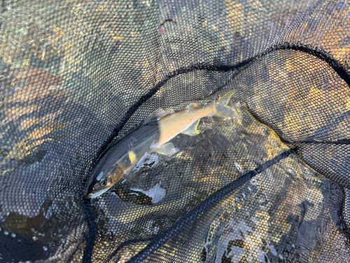 アユの釣果