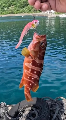 釣果