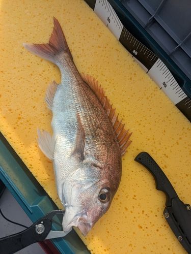 タイの釣果
