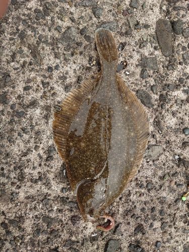 アイナメの釣果