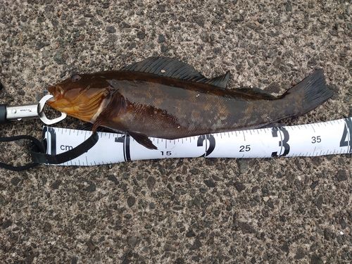 アイナメの釣果