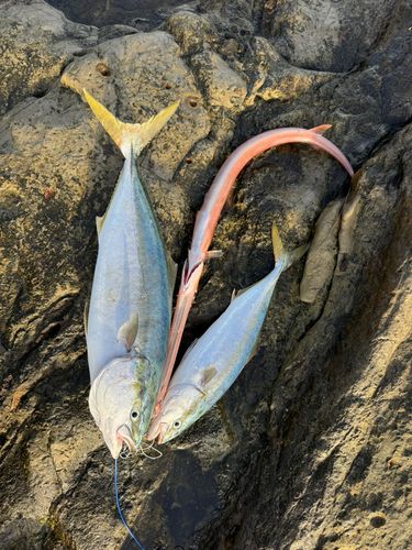 ワラサの釣果