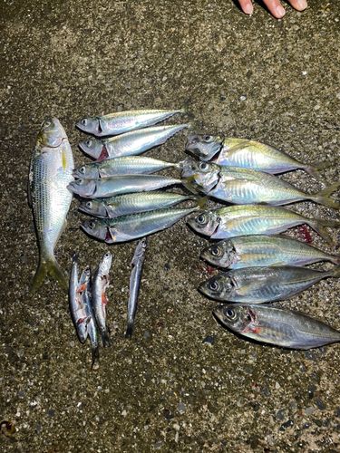 アジの釣果