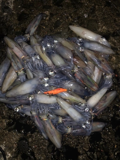 マメイカの釣果