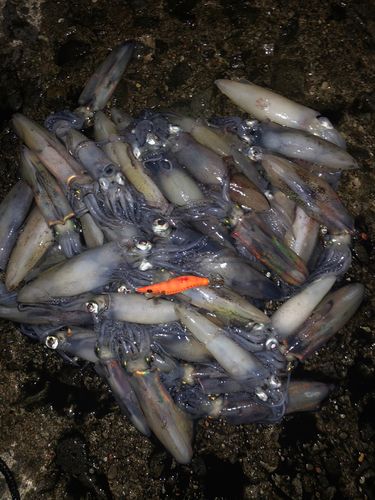マメイカの釣果