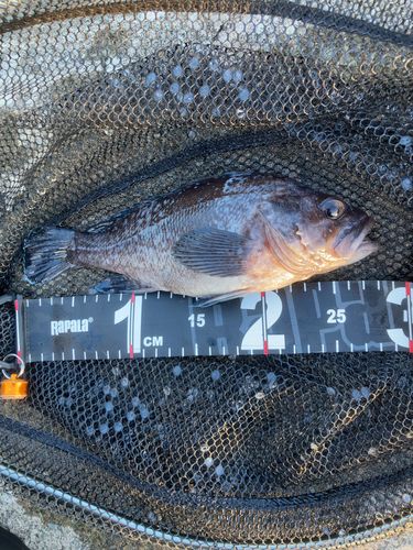 マゾイの釣果