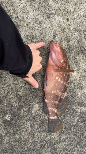 キジハタの釣果