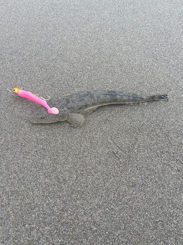 マゴチの釣果