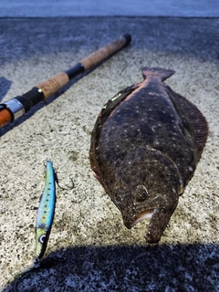 ヒラメの釣果