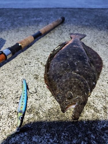 ヒラメの釣果