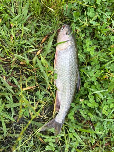 ハスの釣果