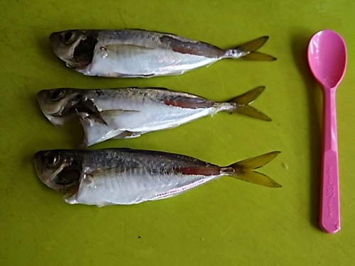 アジの釣果