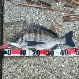 クロダイ