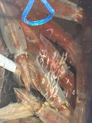 ケンサキイカの釣果