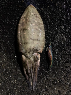 コウイカの釣果