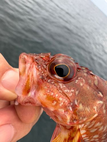 釣果