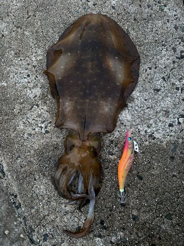 アオリイカの釣果
