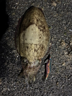 コウイカの釣果