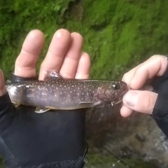 イワナの釣果