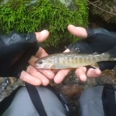 イワナの釣果