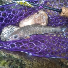 イワナの釣果