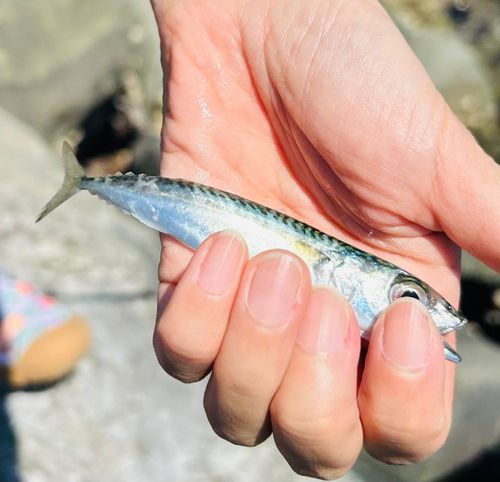 サバの釣果