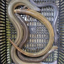 ウナギ