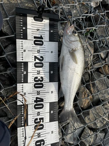 ヒラスズキの釣果