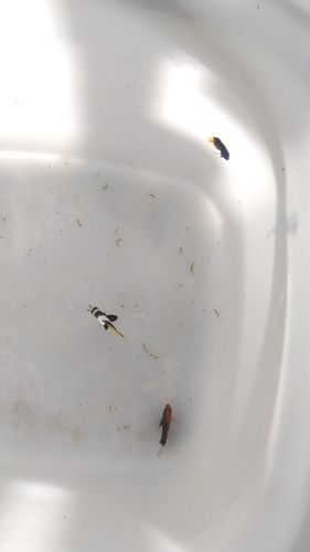 オニハタタテダイの釣果