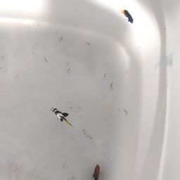 オニハタタテダイ