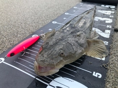 マゴチの釣果