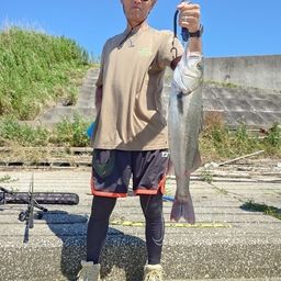 シーバス