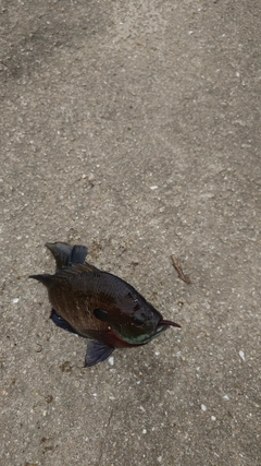 ブルーギルの釣果