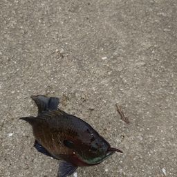 ブルーギル
