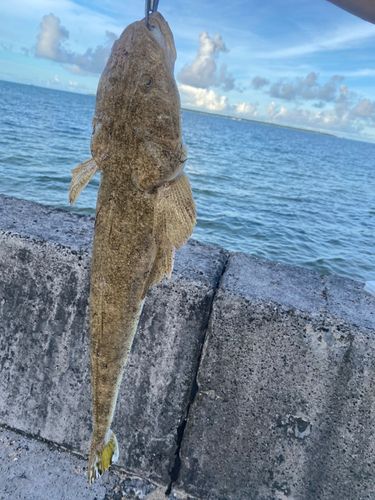 ミナミマゴチの釣果
