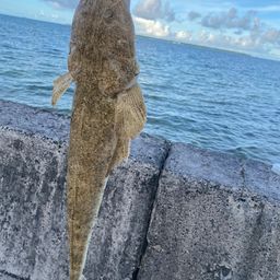 ミナミマゴチ