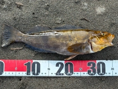 アブラコの釣果