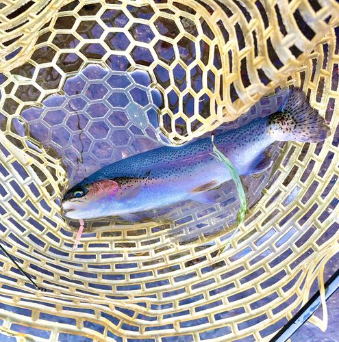 ニジマスの釣果