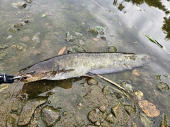 ニホンナマズの釣果